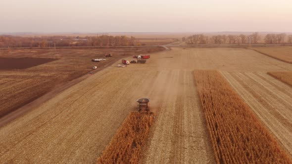 Combine Harvester Working on Corn Plantation