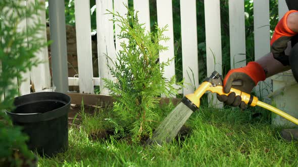 Watering a Young Coniferous Plant in the Garden Closeup on a Background of a White Fence Slow Motion