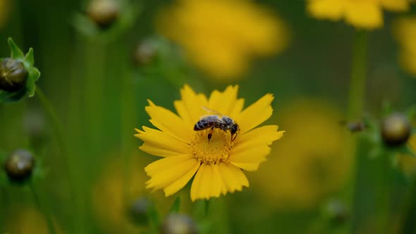 Yellow tickseed flower. Coreopsis. Honeybee sucks the nectar.