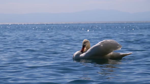 Large White Swan Swims in a Clear Mountain Lake on Backdrop of the Swiss Alps