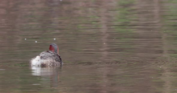 Little Grebe duck preens and baths in the water in Morning swinging around and flapping the wings