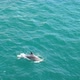 Young dolphin is swimming alone at the sea surface in slow motion - VideoHive Item for Sale