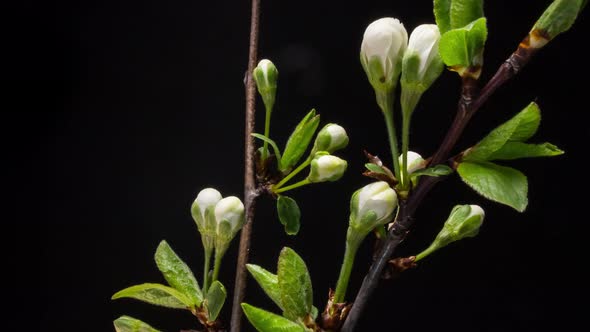 Flowering Branches on a Black Background