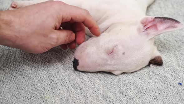 a Man's Hand Strokes a Mini Bull Terrier Puppy Sleeping on a Gray Blanket