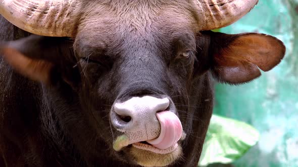 Indian Gaur (bison) female jawing