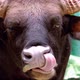Indian Gaur (bison) female jawing - VideoHive Item for Sale