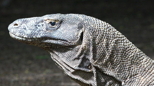 Komodo Island Dragon. The largest  lizard in the world: Komodo dragon from Indonesian island.