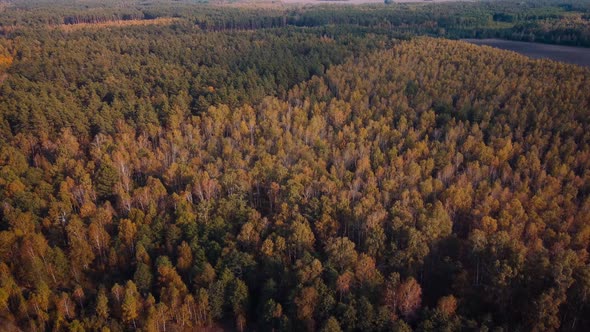 Flying over vibrant autumn forest of birch and pine trees