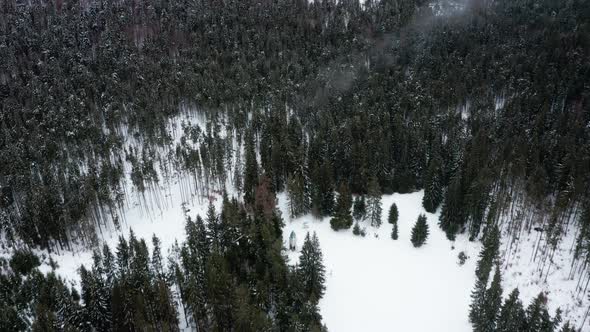 Aerial forward tilt up reveal over snowy pine forest