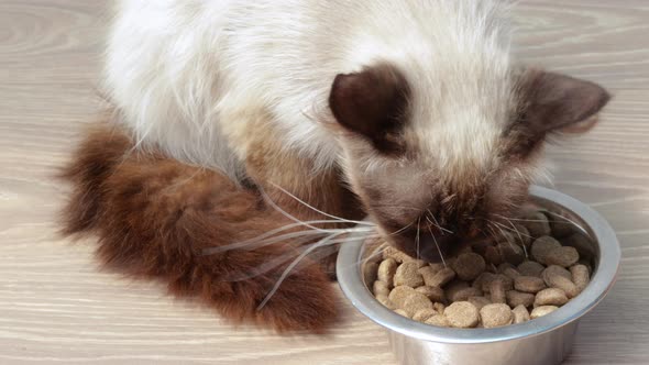 beautiful thai siamese cat is eating dry food from stainless steel bowl from the floor.4k real time 