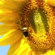 Yellow Sunflower Head on the Wind with Working Bee Collecting Nectar - VideoHive Item for Sale