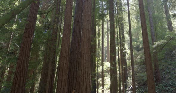 Redwood Trees in Muir Woods Forest San Francisco