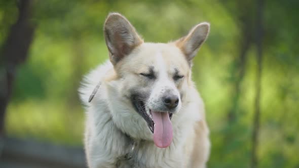 Big Kind Dog Stands with Open Mouth