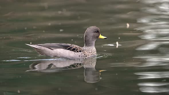 Yellow-billed teal swimming on the rippling water in freshwater lake. Tracking shot