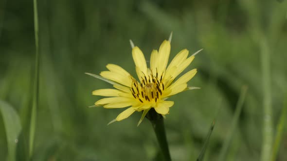 Green field Tragopogon pratensis  flower 4K 2160p 30fps UltraHD footage - Macro of yellow  meadow sa