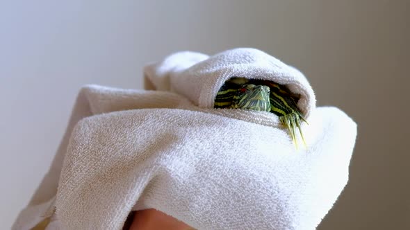 Female Hands Holding Redeared Turtle in White Towel After Washing