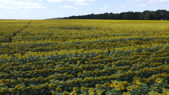 Field with Sunflowers in Summer Aerial View