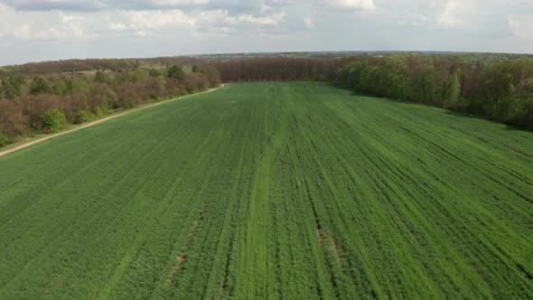 The field is covered with green young wheat