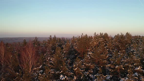 AERIAL: Snowy Forest and Magical Looking Blue and Orange Sky