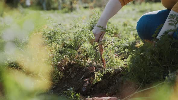 Woman Pulls Fresh Carrots From Vegetable Patch Behind Green Tops Closeup