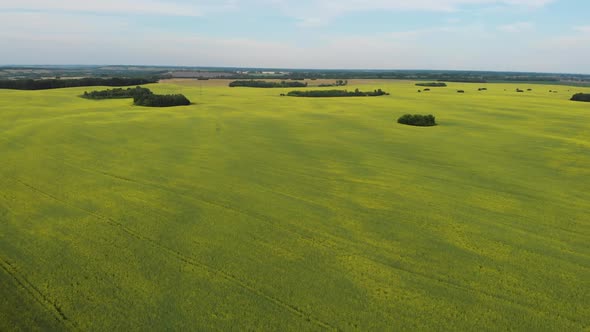 Aerial View of Summer Rapeseed Flower Field