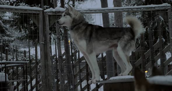 Alarmed Husky Dog in the Cage