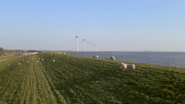 Establishing shot Sheeps herding on grassland on lake shore, Windpark in Background