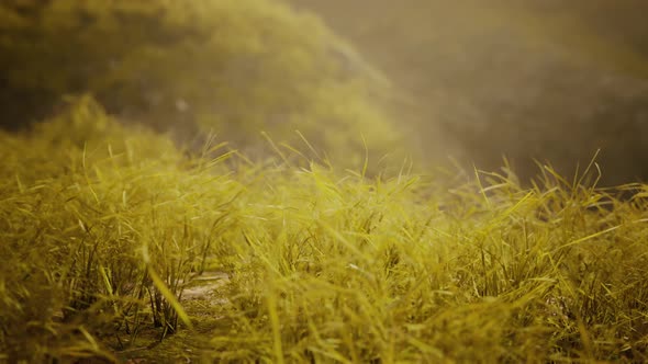 Golden Rocks and Grass in Mountains