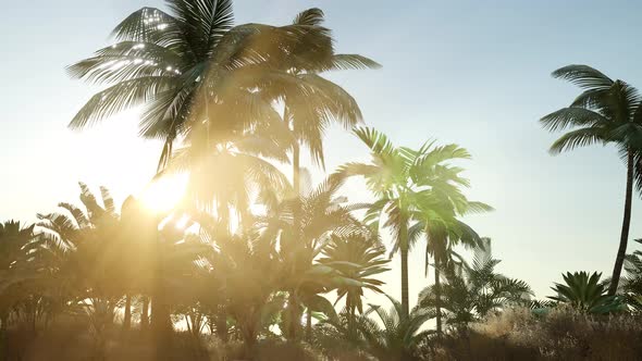 Sunset Beams Through Palm Trees