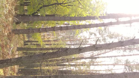 Vertical Video of an Autumn Forest During the Day in Ukraine