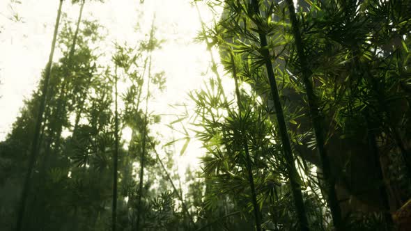 Green Bamboo Forest with Morning Sunlight