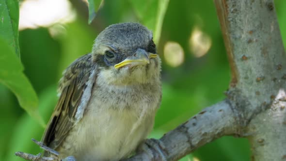 Chick Sitting on a Tree Branch in Green Forest. Muzzle of Nestling