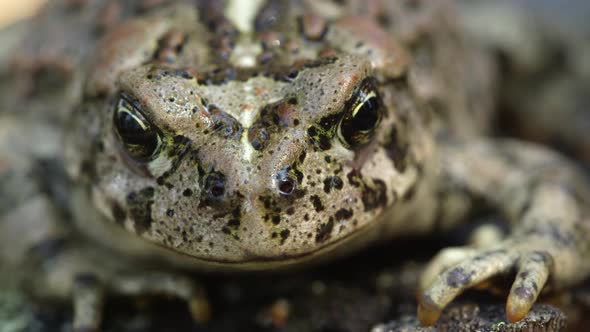 Front macro view of Western Toad