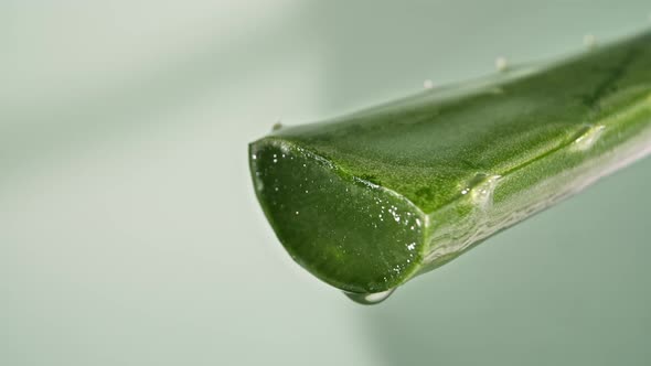 Motion of Dropping a Drop Aloe Vera Liquid From Leaf on Green Blurred Background