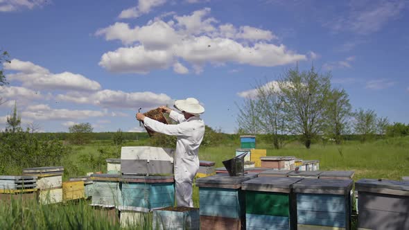 Beekeeper holding honeycomb full of bees