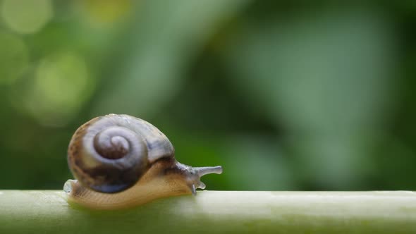 Life of snails in the nature