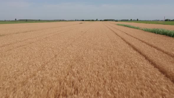 Drone view of a golden fields