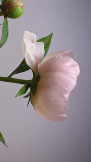 Timelapse Drop-down Peony Flower Isolated on Gray Background. Vertical Shot