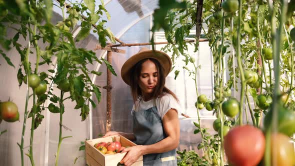 Funny Young Woman Farmer in a Hat is Dancing a Little in a Greenhouse Holding a Box with Fresh Ripe