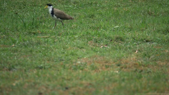 Masked Lapwing Bird Foraging For Food On The Grass, TILT UP