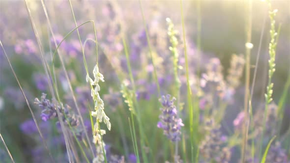 Sunset Over a Violet Lavender Field Outdoors