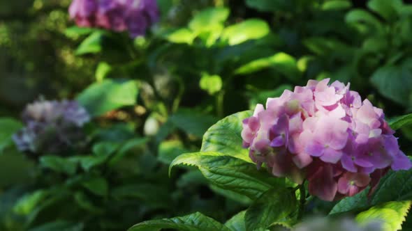 Close-up of flower in garden