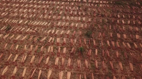 Field of freshly harvested sugar cane bundles viewed from an aerial overhead perspective