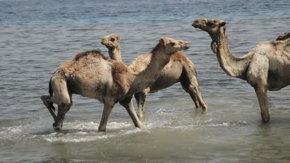 A Herd of Camels Drinks Water From a Small Rain Lake in the Steppe on a Hot Summer Day. Mongolian