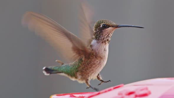 Hummingbird drinking from bird feeder in slow motion