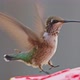 Hummingbird drinking from bird feeder in slow motion - VideoHive Item for Sale