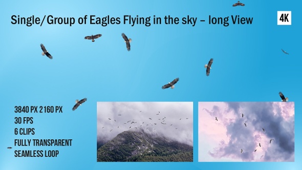 Single Group Of Eagle Birds Flying Top View 4k alt