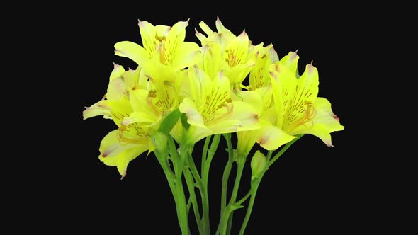 Time-lapse of opening yellow Alstroemeria flower