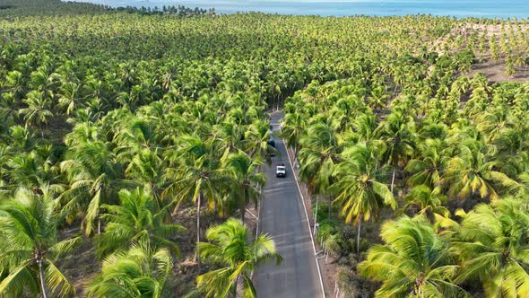 Coconut trees plantation near Gunga Beach at Maceio Alagoas Brazil.