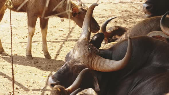 Goa, India. Gaur Bull, Bos Gaurus Or Indian Bison. It Is The Largest Species Among The Wild Cattle